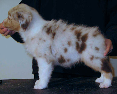 Red Merle female #1, standing.